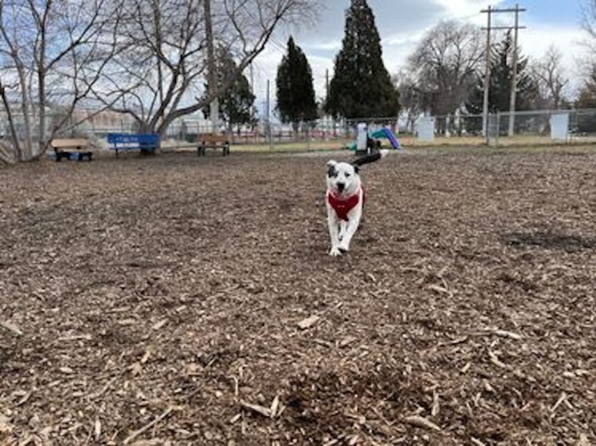 dog at dog park