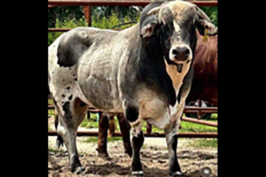 Soldado de Juerra, a male brahman ox, got out of his corral in Rigby late Sunday night and hasn't been seen since. | Courtesy Brenda Flores