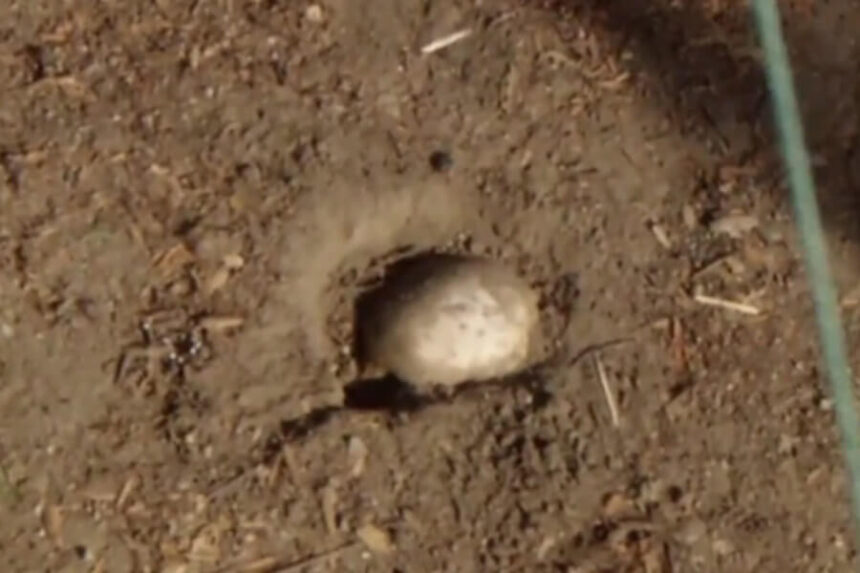 possible human skull