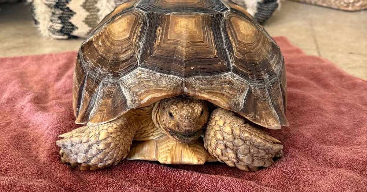 Runaway tortoise from southern Utah found safe