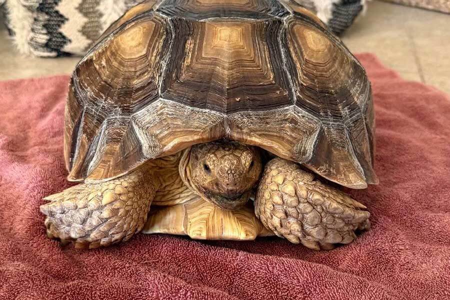 Runaway tortoise from southern Utah found safe