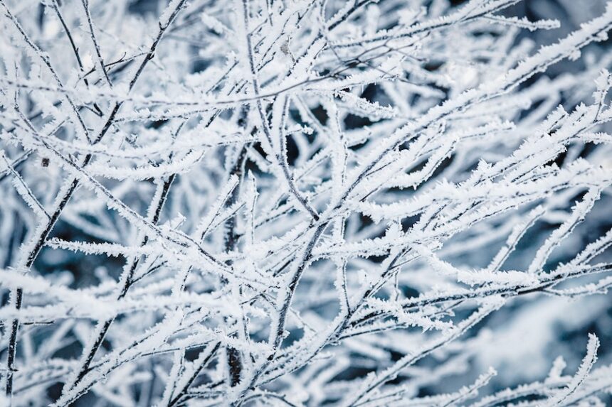 winter nature background with tree branches covere 2026 03 13 04 10 48 utc