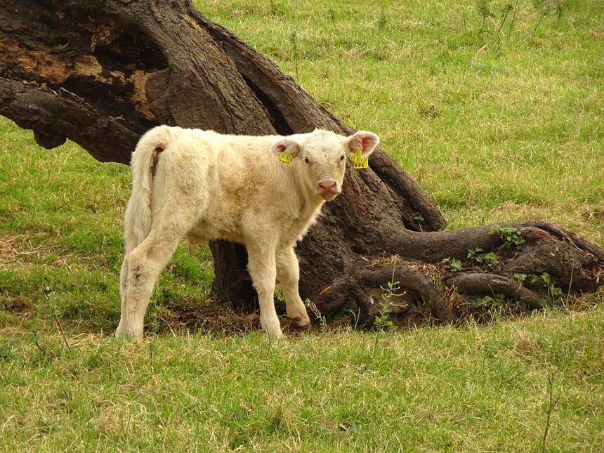 A white Charolais cross heifer calf (not the actual calf from the story). | Wikimedia Commons