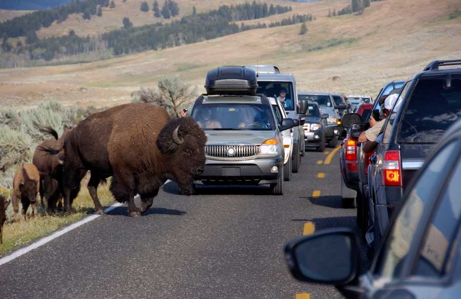 In this 2016 file photo, a bison blocks traffic as tourists take photos of the animals in the Lamar Valley of Yellowstone National Park in Wyoming. (AP Photo/Matthew Brown, File)