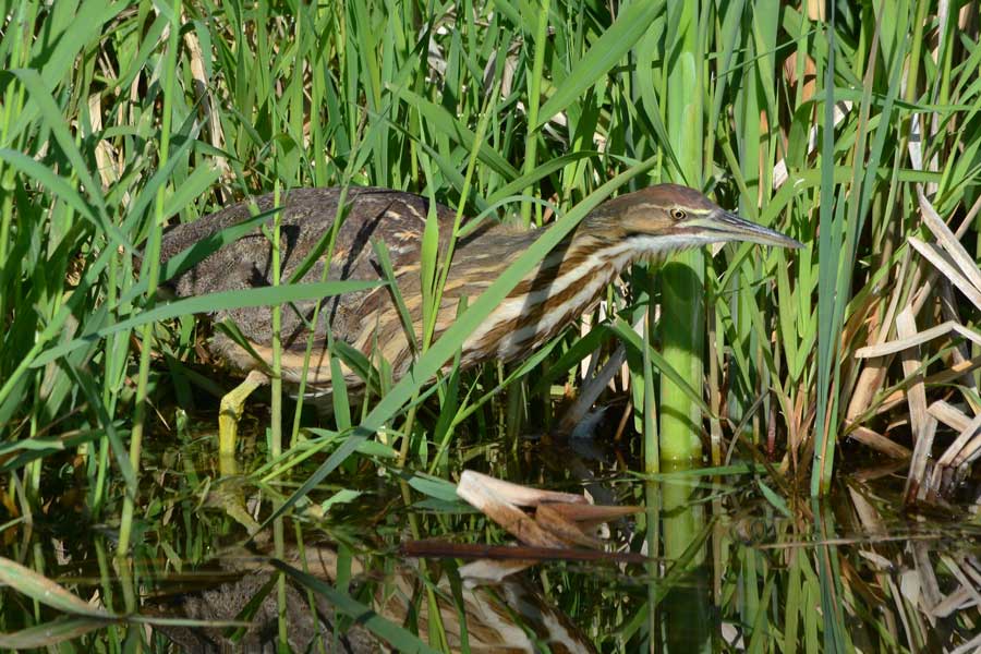 An American bittern hunts for dinner at Market Lake in Jefferson County, May 2026.
