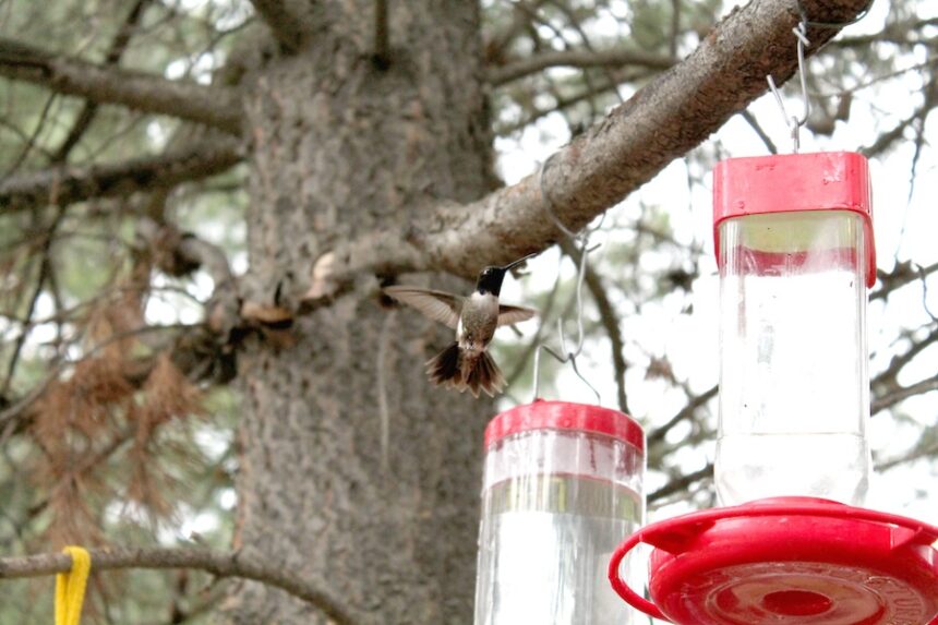 Black chinned Hummingbird Photo by Lena Allen