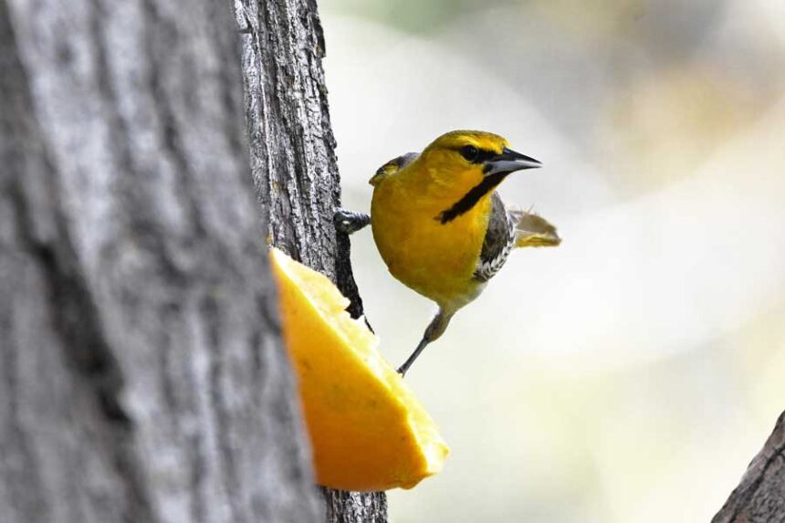 A Bullock's oriole eats on an orange near Rexburg, May 2026.
