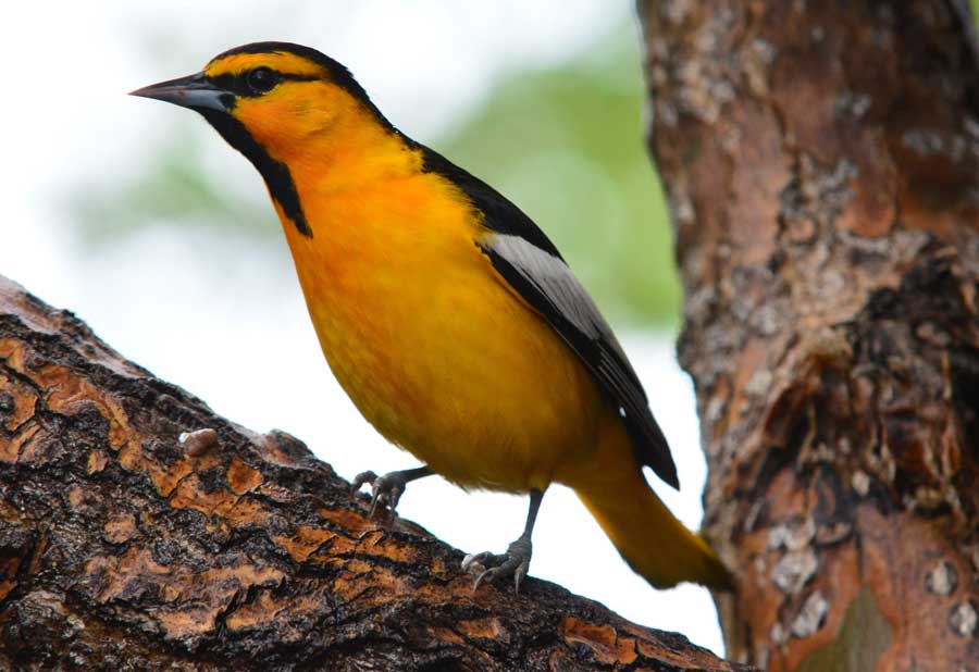 A male evening grosbeak in a backyard near Rexburg, May 2026.
