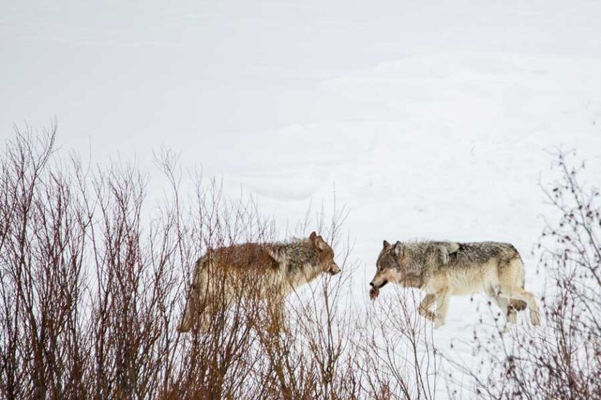 Two wolves rendezvous while hunting for voles Feb. 20, 2021, in northern Yellowstone National Park.