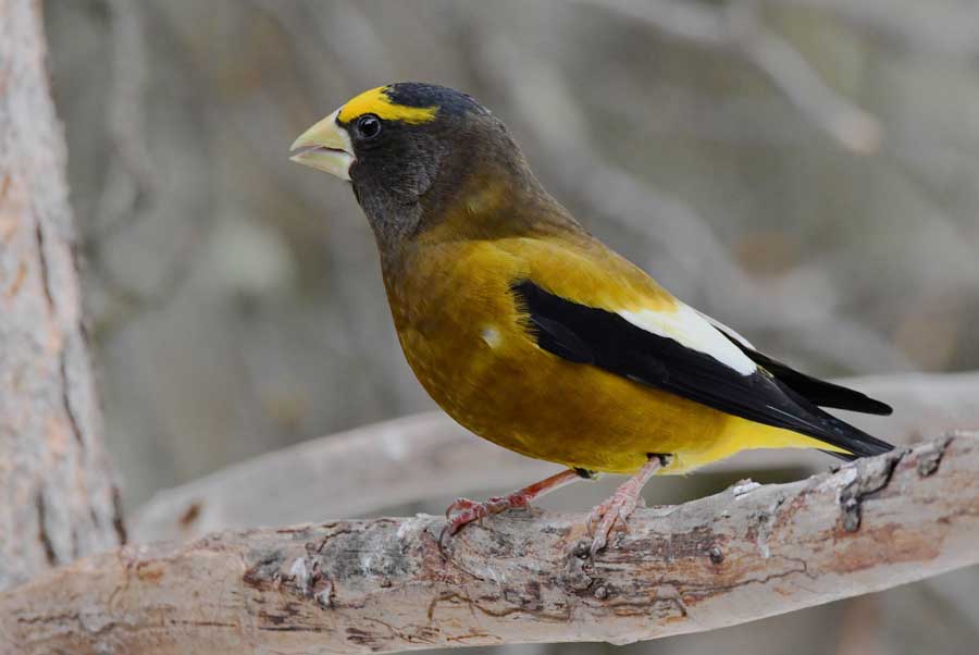 A colorful male Bullock's oriole.