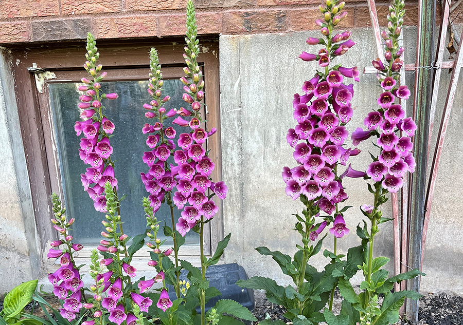 Foxglove by Lena Allen