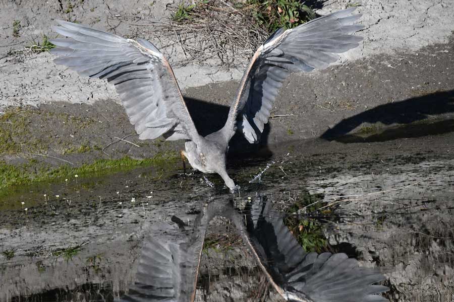 A great blue heron captures a small fish for dinner at Market Lake in Jefferson County, May 2026.