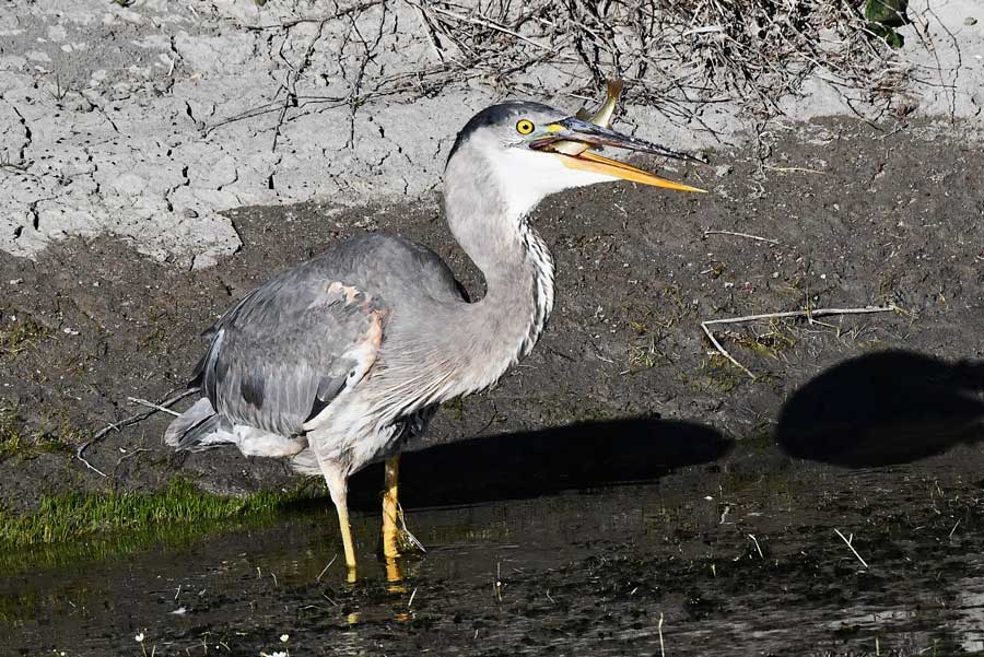 A great blue heron positions a fish it just caught to swallow it headfirst, at Market Lake in Jefferson County, May 2026. (