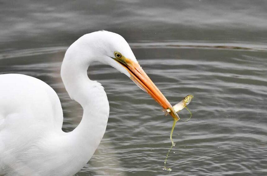 The great egret harvests a small fish at Market Lake Wildlife Management Area in Jefferson County, May 2026.