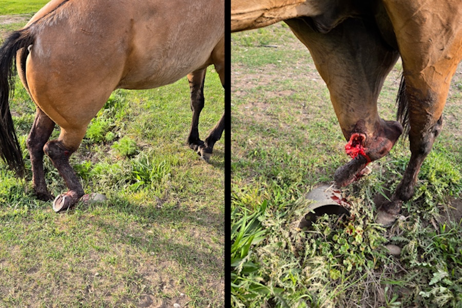HORSE INJURED