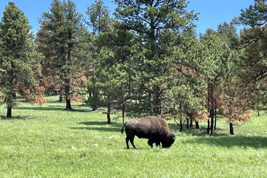A bull bison grazes in South Dakota’s Custer State Park in 2023.