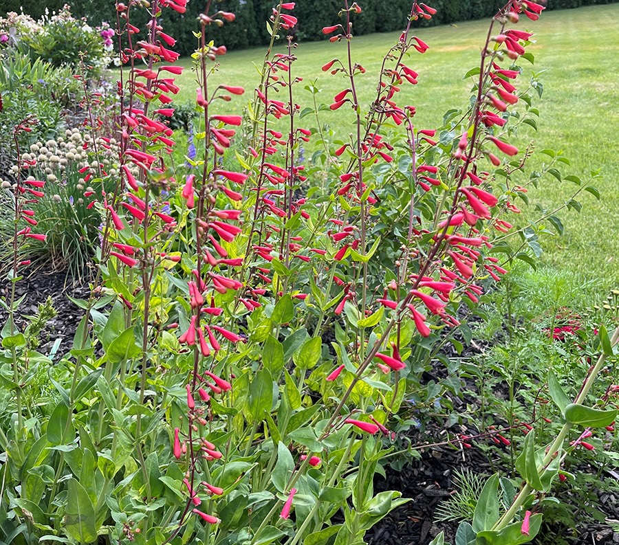Native Firecracker Penstemon by Lena Allen