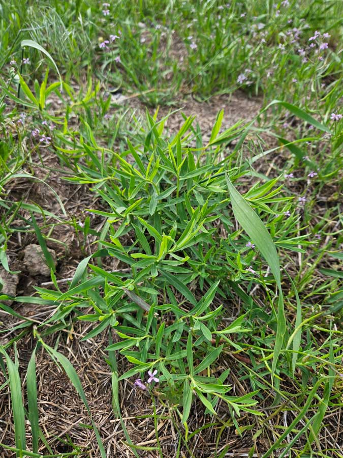 Leafy Spurge in the vegetative stage.