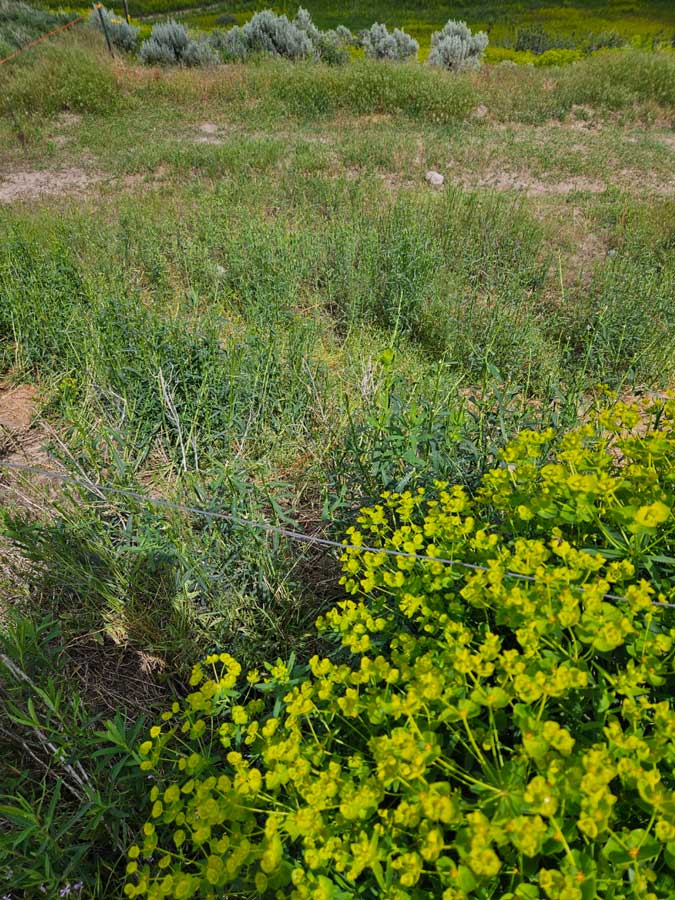 Goat-grazed leafy spurge on the left just before and at flowering, ungrazed on the right.