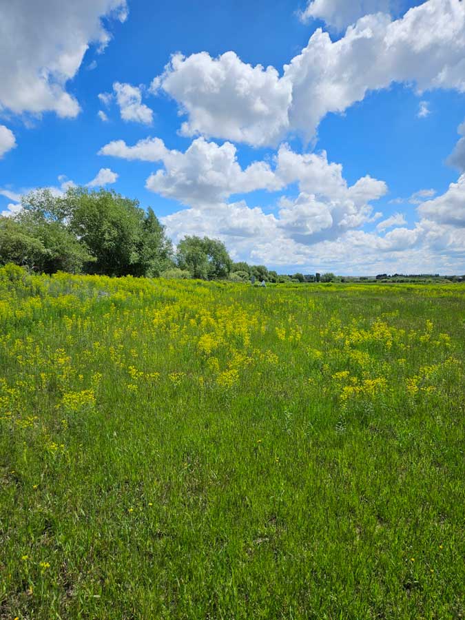 Leafy spurge encroaching into pasture from the canal in the tree line.