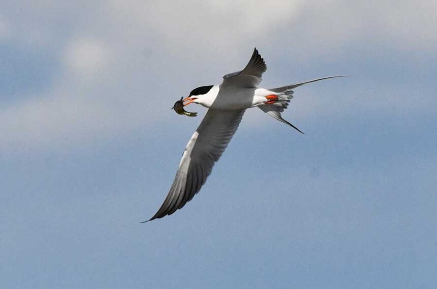 A Forster's tern flies away after capturing a small fish for dinner at Market Lake in Jefferson County, May 2026.