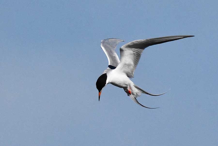 A Forster's tern sallies as it gets ready to dive for a fish at Market Lake in Jefferson County, May 2026.