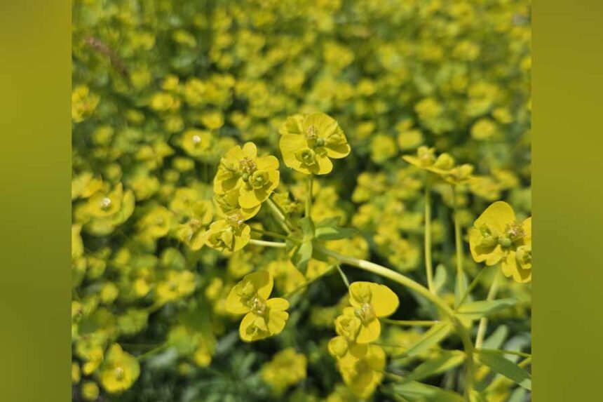 Leafy spurge in a flowering state