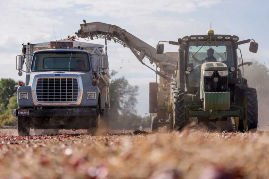 A Utah farmer harvests crops on his family’s farm in Weber County in September 2025. Vermont became the first state to ban the use of a toxic herbicide used on crops across the country.