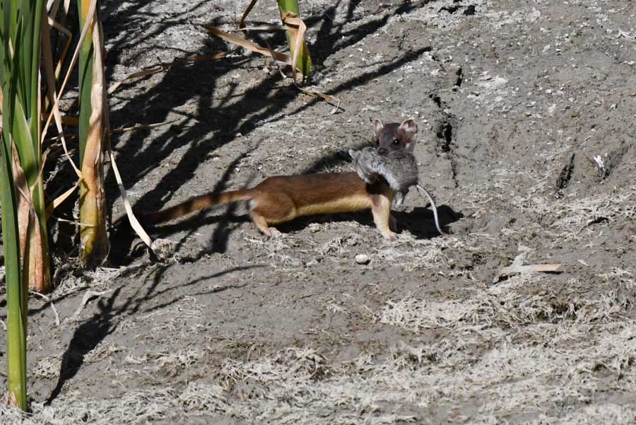 A female long-tailed weasel heads back to her nest near Market Lake with a rodent for her babes' dinner.