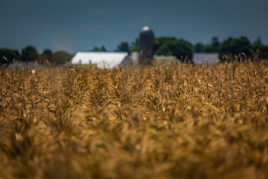 a wheat field on a rural farm is ready for harvest 2026 03 26 06 27 19 utc