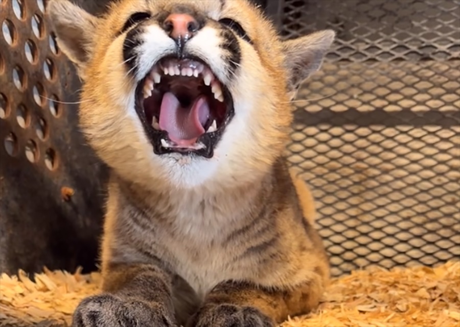bABY Cougar 2026
