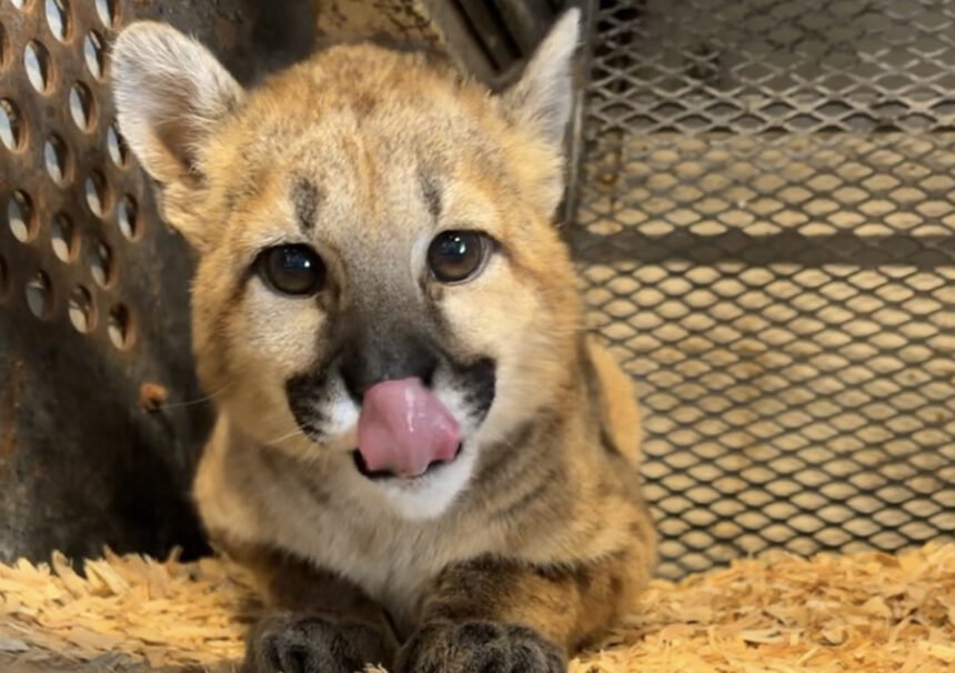 Zoo Idaho cougar kitten 1
