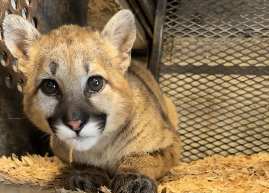cougar kitten 2
