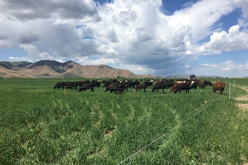 Cattle graze on cover crops in the Magic Valley. (Photo courtesy of the University of Idaho via Idaho Capital Sun)