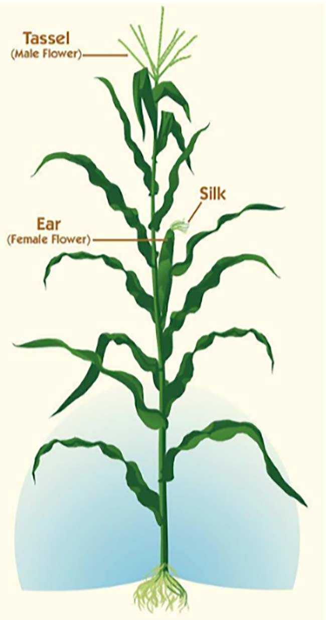 mage of Corn Anatomy. Photo Credit: IowaAgLiteracy