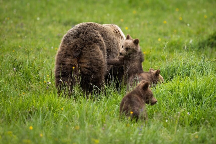 family brown bear playing on meadow in summer natu 2026 03 15 23 35 16 utc
