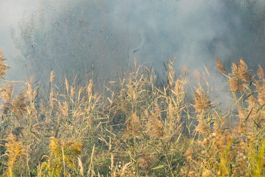 field of grain with heavy smoke 2026 03 26 07 49 45 utc