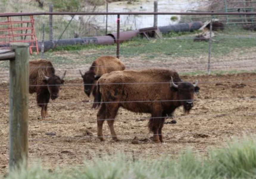 kcncCObisonherdneglect