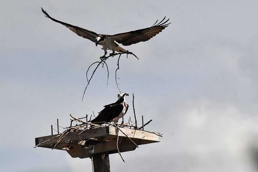 An Osprey brings in a branch to build their nest. | Bill Schiess, EastIdahoNews.com