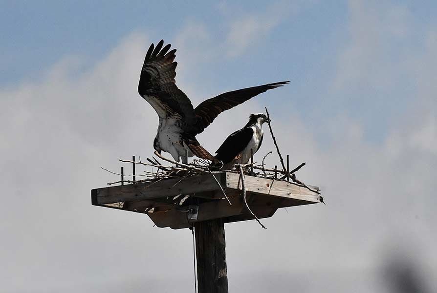 One of the Ospreys is trying to break off a stubborn branch while the other one attempts to move another branch as they rebuild their nest. | Bill Schiess, EastIdahoNews.com