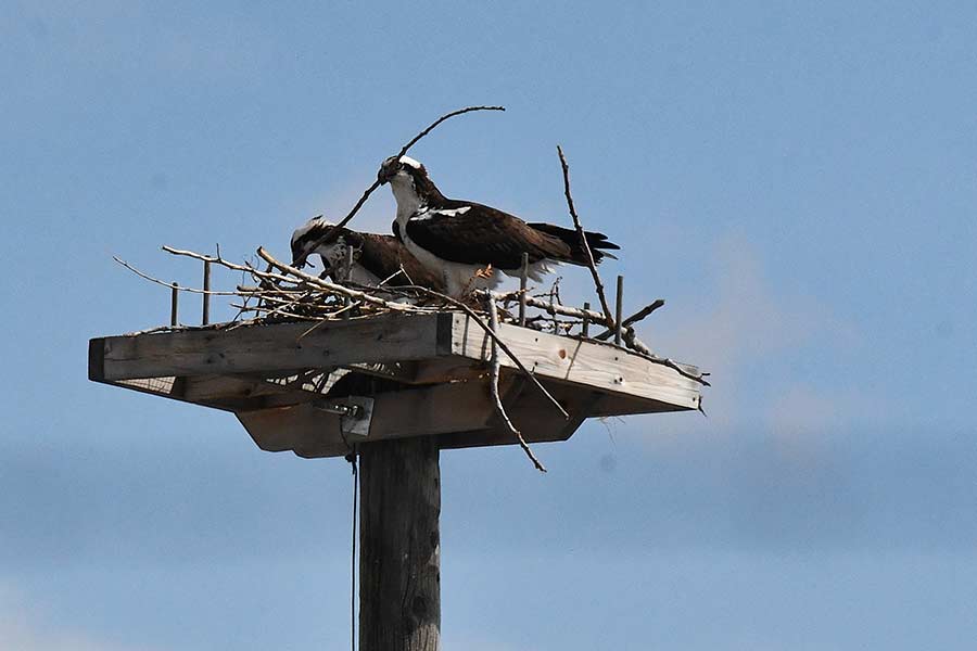 An Osprey brings in a branch to build their nest. | Bill Schiess, EastIdahoNews.com 