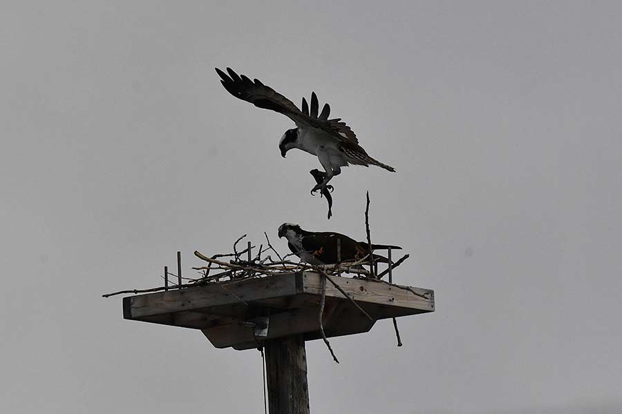 The male Osprey brings in a headless fish for the female. | Bill Schiess, EastIdahoNews.com