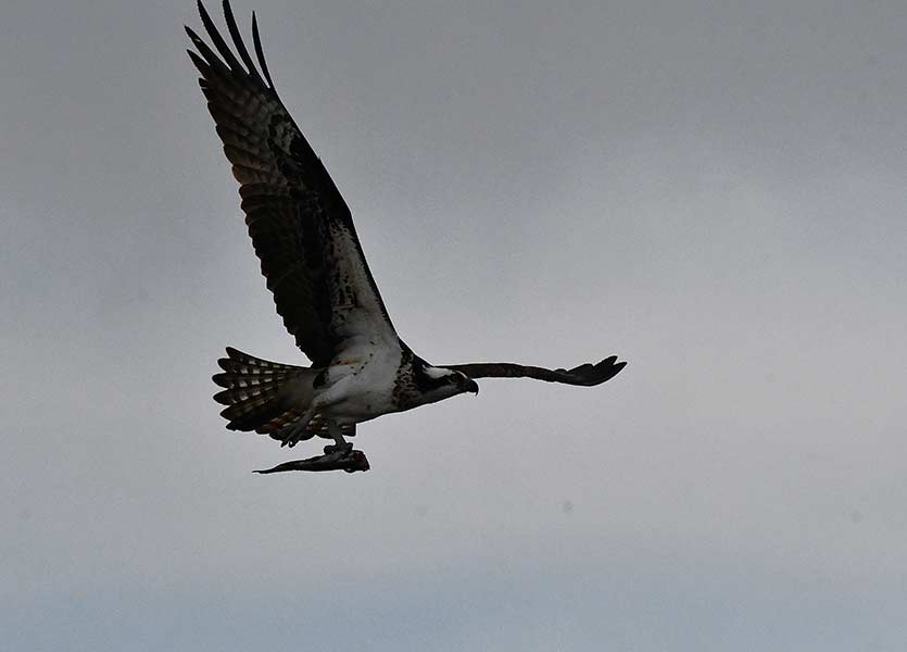 The female takes the fish to another pole to eat her dinner. | Bill Schiess, EastIdahoNews.com 