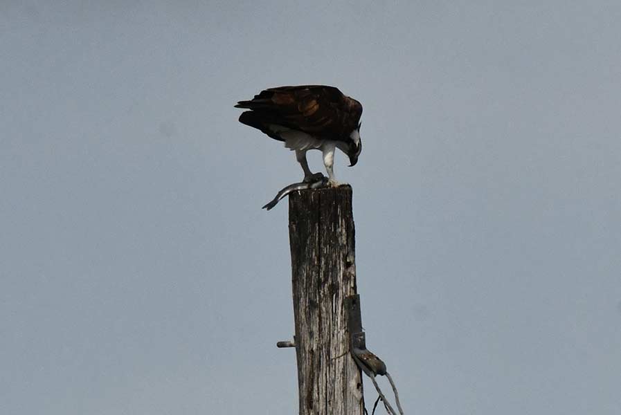 She eats dinner alone while the male works on the nest. | Bill Schiess, EastIdahoNews.com 