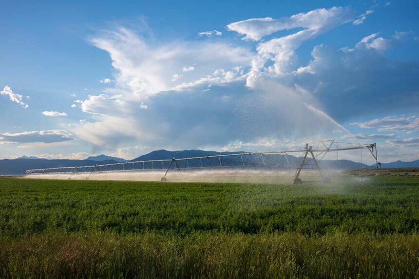 A pivoting irrigation system waters a crop of barley on a farm located near Arco, Idaho, during a late summer day. Idaho is a top barley-producing state, growing both malting and feed varieties. (Photo by Johnathan Cohen/Getty Images)
