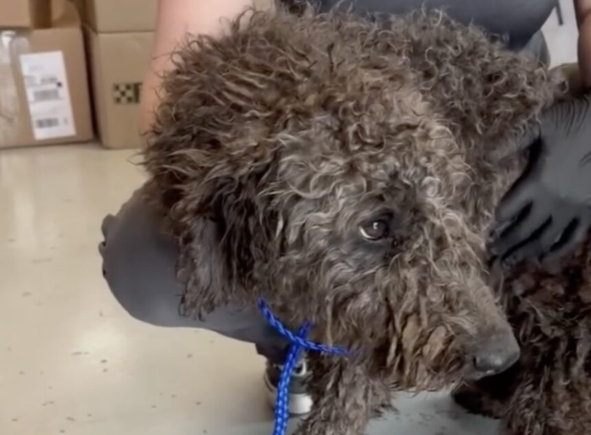 poodle rescue