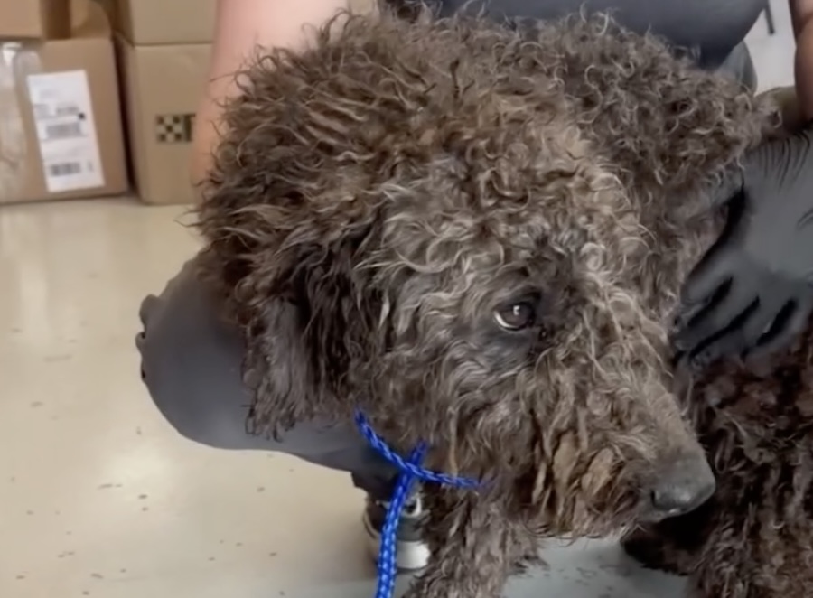 ‘The situation escalated beyond control’: Idaho Humane Society rescues 119 poodles