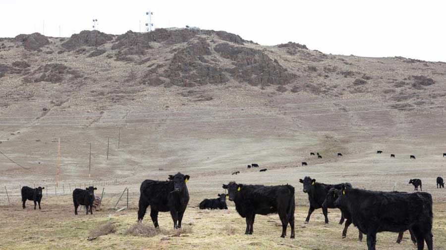Cattle ‘suffered’ after being shot, left to die on Idaho rangeland, police say