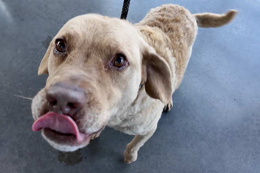 Meet Teddy, the chill couch-potato dog looking for a home