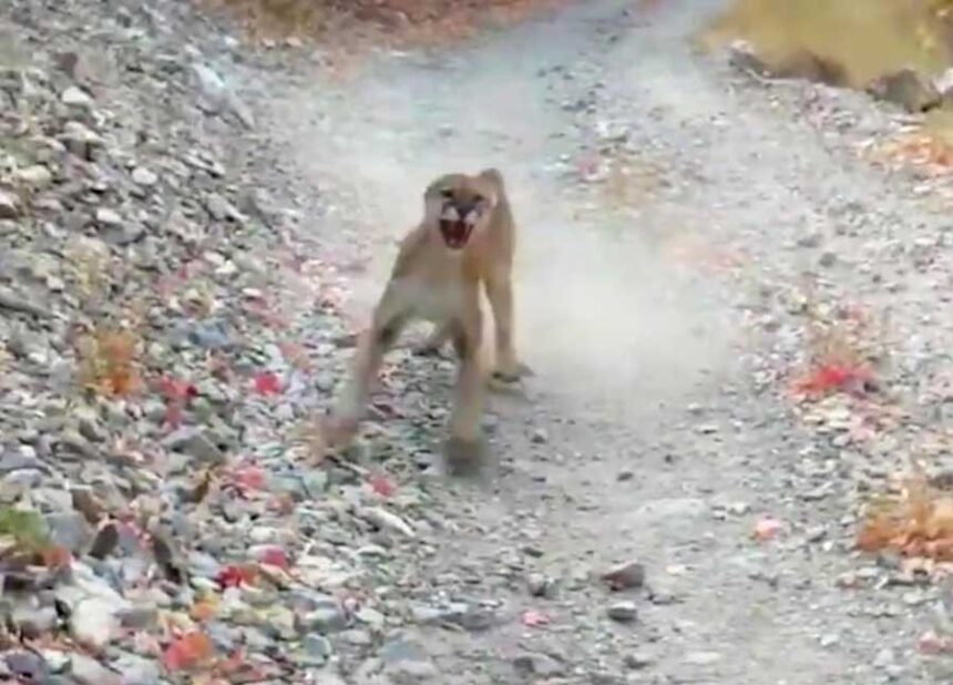 A mountain lion is seen stalking Kyle Burgess in cellphone video after he came upon it and a couple of cubs on a trail in Slate Canyon near Provo on Saturday, Oct. 10, 2020. | Kyle Burgess
